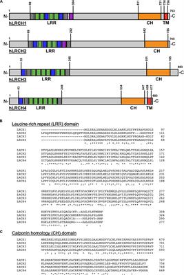 Structure and Emerging Functions of LRCH Proteins in Leukocyte Biology